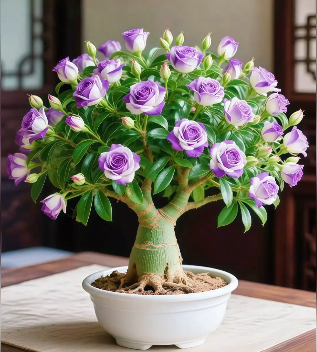🌵 Σπάνιοι σπόροι ερήμου τριαντάφυλλου 🌺 Εύκολο στην καλλιέργεια-EL