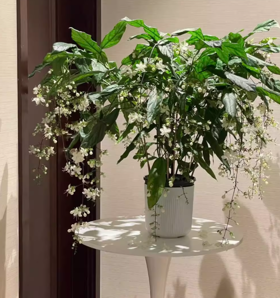 🌸Zimski viseči jasmin – sanjska sobna rastlina🌿❄️-SI