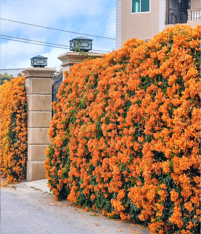 Σπόροι λουλουδιών πυροκροτητή-GR
