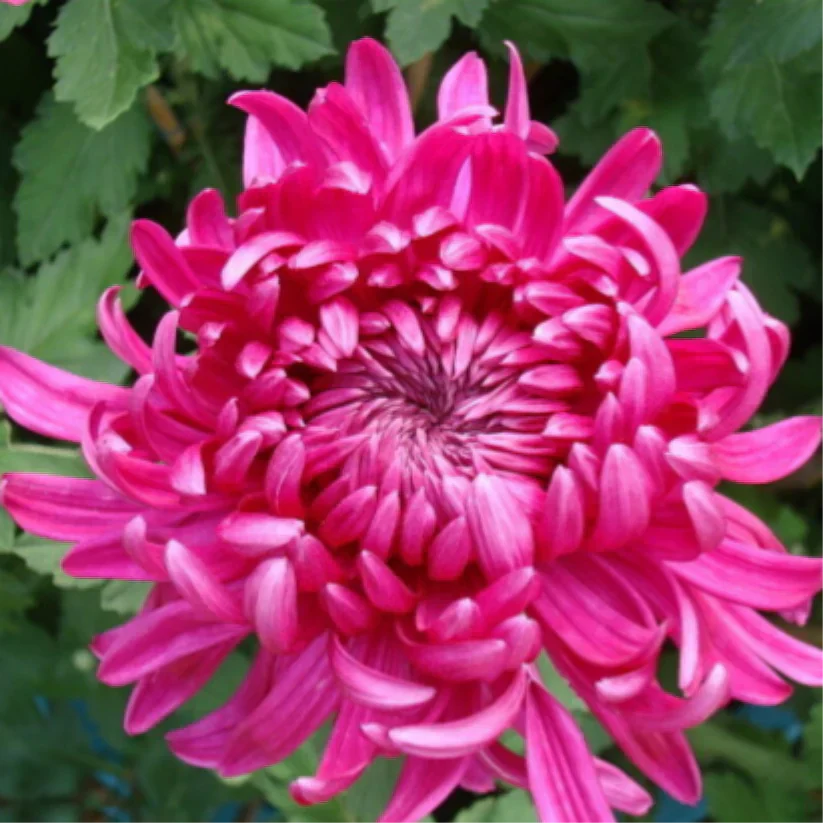 🌺Kvet elegancie🌼Semená obrovskej chryzantémy-SK