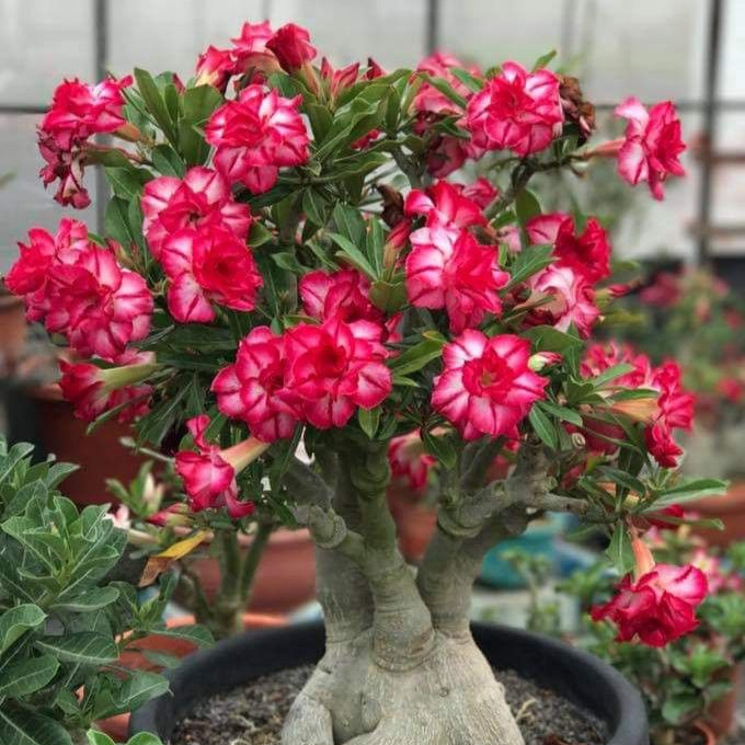 🎁Dykumos rožių svogūnėliai🌵Labai lengva prižiūrėti! 🌸Adenium Obesum svogūnėliai-LT