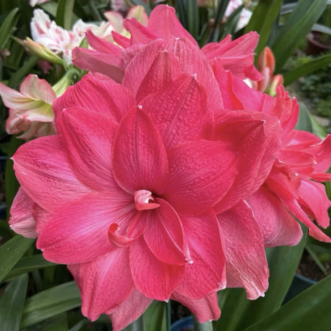 Dvigubai žydinčių amarilių svogūnėliai🌼-LT