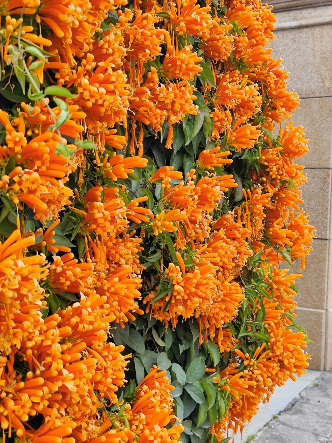 Semena cvetov petarde-SI