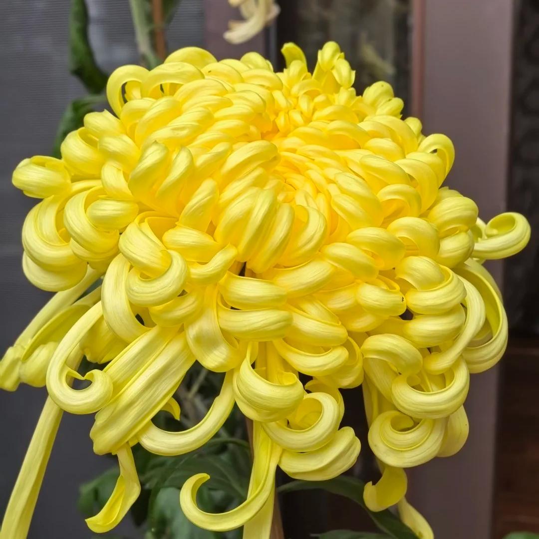 🌺Kvet elegancie🌼Semená obrovskej chryzantémy-SK