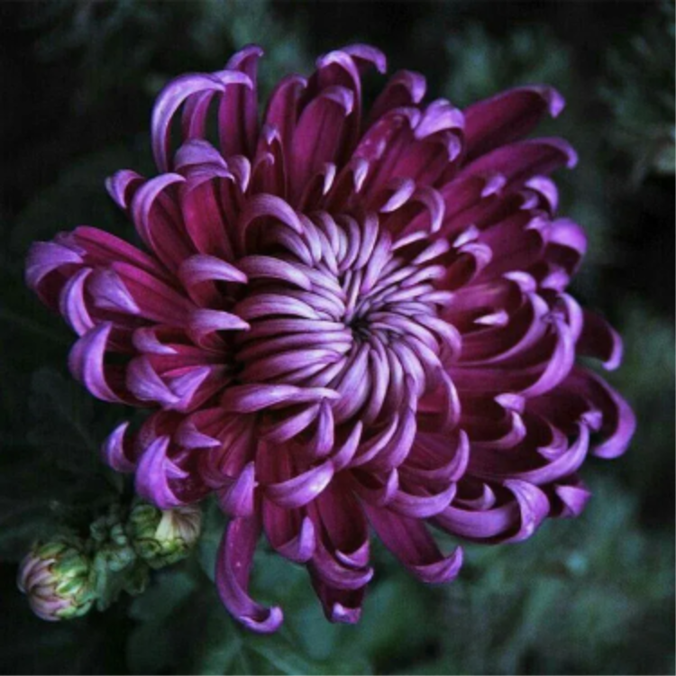 🌺Kvet elegancie🌼Semená obrovskej chryzantémy-SK