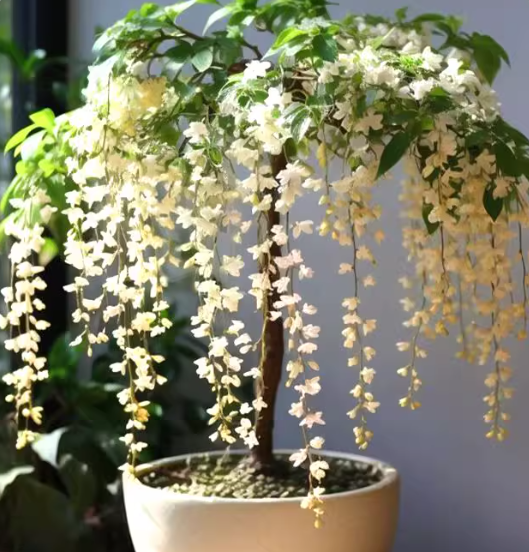 🌸Zimski viseči jasmin – sanjska sobna rastlina🌿❄️-SI