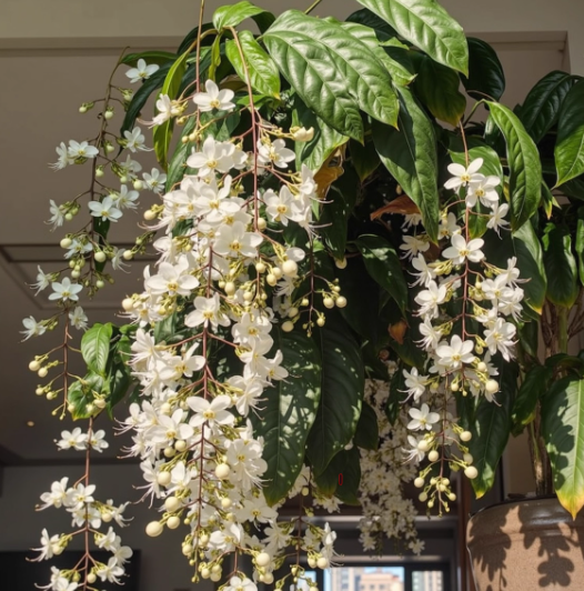 🌸Žiemą kabantis jazminas – svajonių kambarinis augalas🌿❄️-LT