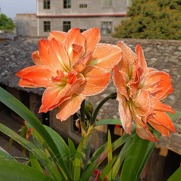 Βολβοί Αμαρυλλίς με Διπλά Άνθη🌼-GR