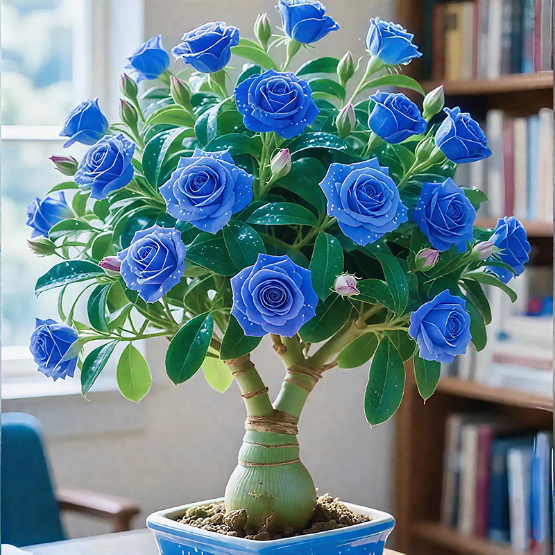 🌵🌺Βολβοί τριαντάφυλλου της ερήμου-GR