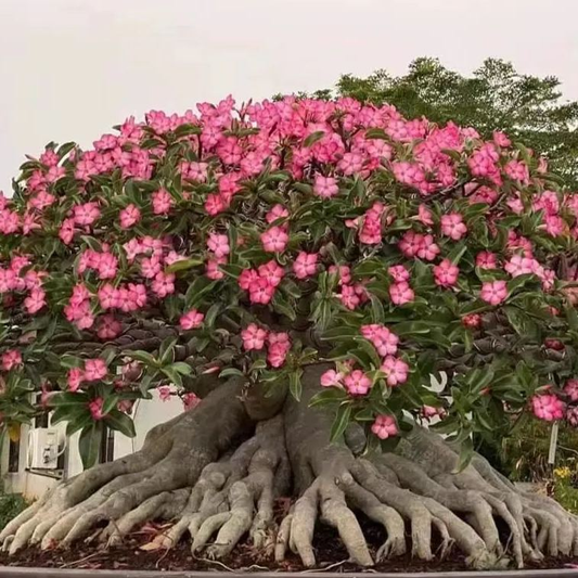 🔥Καλλιεργήστε τη Βασίλισσα της Ερήμου – τώρα σε μειωμένη τιμή!🎁 😍Λατρεύει την άνθιση, έχει μεγάλη περίοδο ανθοφορίας 🌵 Τριαντάφυλλο της Ερήμου-GR