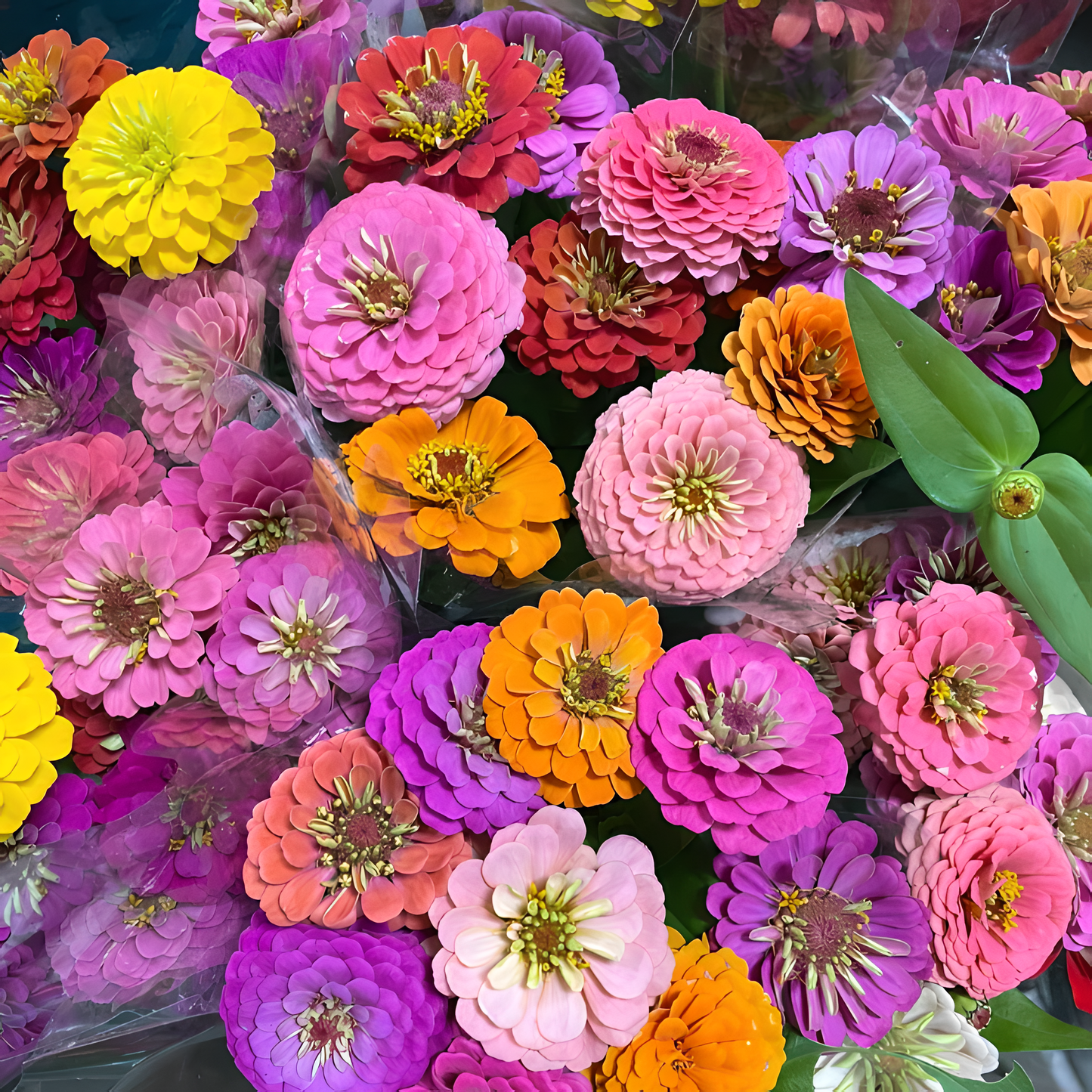🌺Σπόροι διπλής ζίνιας σε ποικιλία χρωμάτων-EL