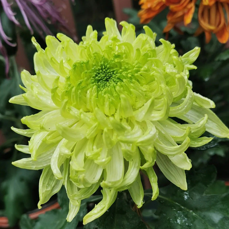 🌺Kvet elegancie🌼Semená obrovskej chryzantémy-SK