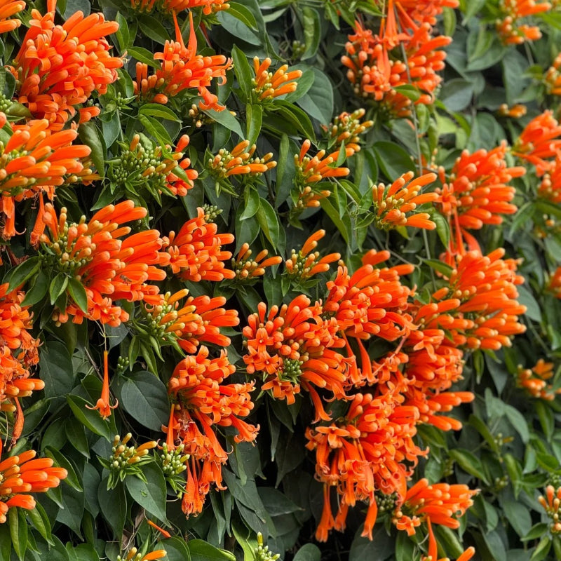 Σπόροι λουλουδιών πυροκροτητή-GR