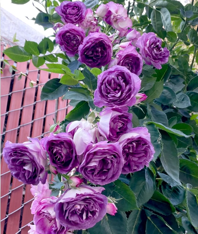 🌺 Laipiojančios rožių sėklos-LT