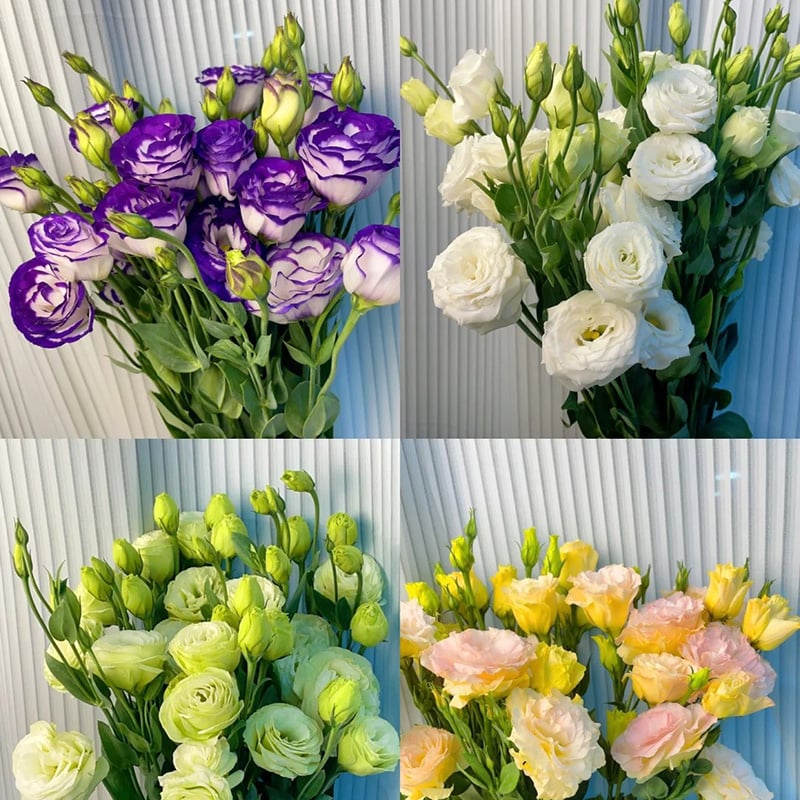 🔥Τελευταία μέρα πώλησης💝Eustoma Thornless Rose💐Σπόροι Lisianthus-GR