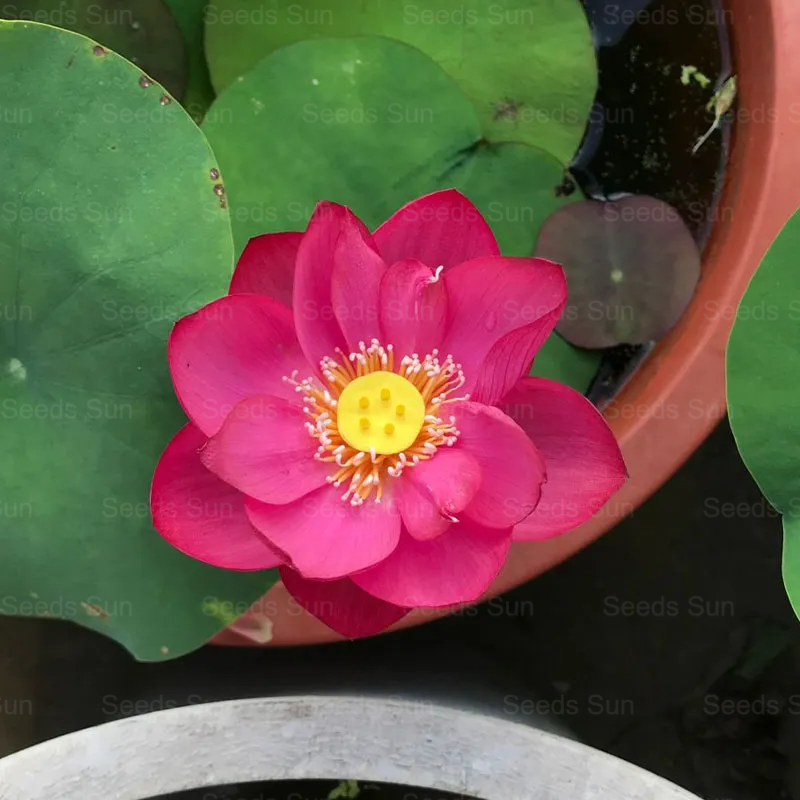 Skleda s semeni lotosa-SL