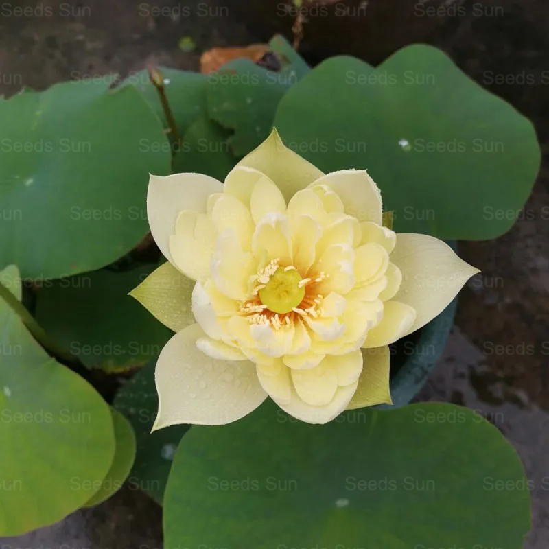 Skleda s semeni lotosa-SL