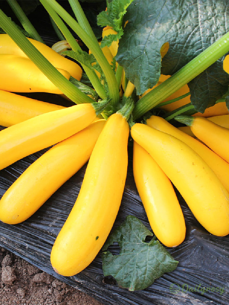 Banane bučke - zlate bučke🌿 Gojijo se lahko v vseh letnih časih-SI