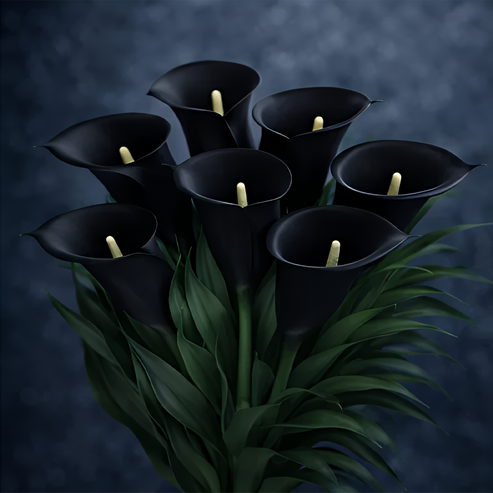 🌷Skrivnostna aurora kala-SI