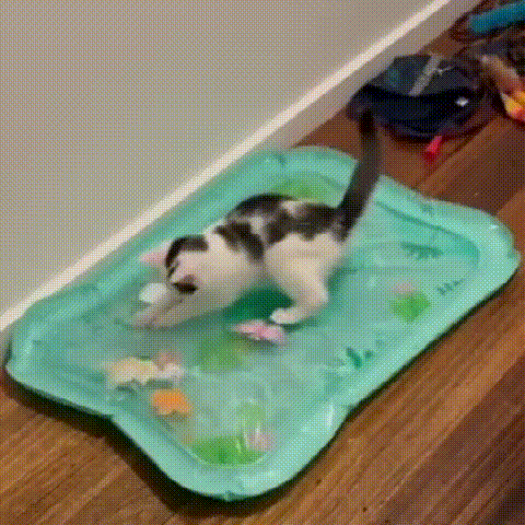 Vroča razprodaja - 50 % popust ✨ Podloga za hišne ljubljenčke 3 v 1 z nastavljivo temperaturo in občutkom vode-SI