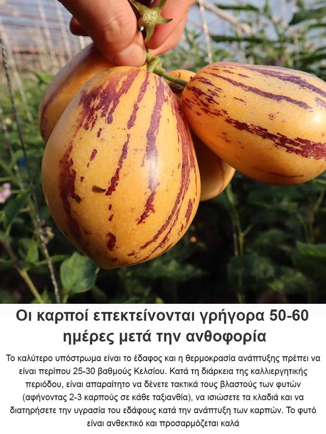 Μειωτικός ζάχαρης και πίεσης γάλακτος αρωματικός κίτρινος καρπός μπονσάι τζίνσενγκ-GR
