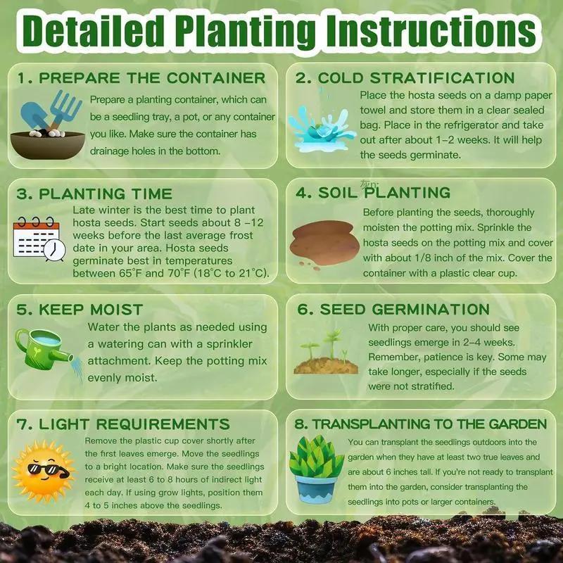 💥Vroča razprodaja 2025 🌌Semena hoste Midnight Blue Heart, trajnice za vrt, ki ljubi senco-SI