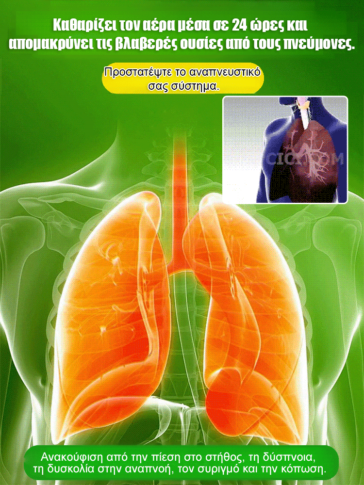 【Όταν συναντά το νερό, ζωντανεύει】Υδροπονικό βραζιλιάνικο φυτό τύχης τεσσάρων εποχών με ανθοφορία-GR