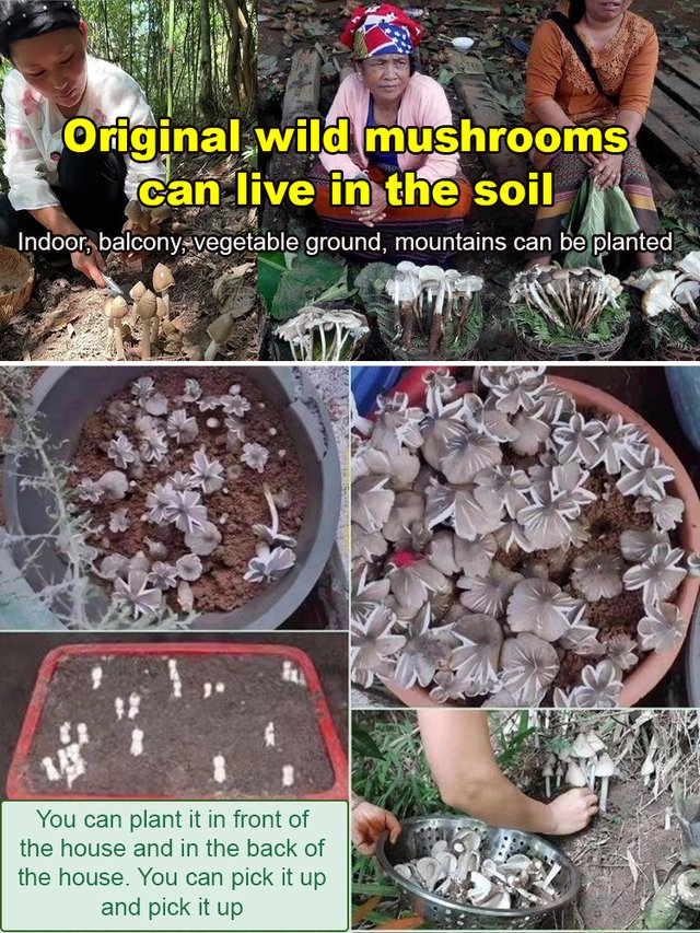 Αυθεντική ποικιλία μανιταριών "Jizong"-GR