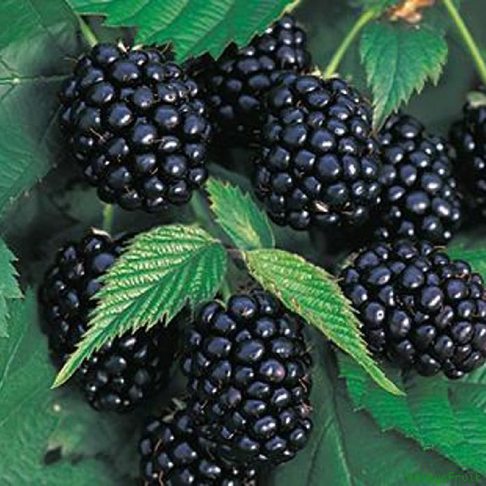 Semena velikanske črne maline-SL