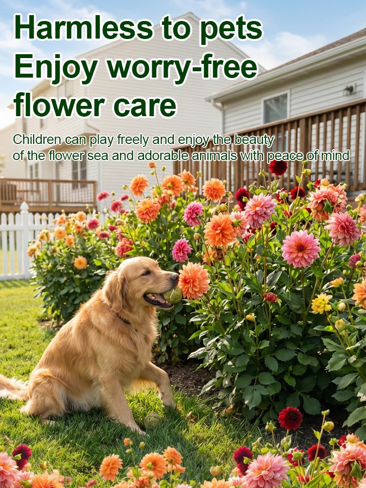 【Base Direct Sales】Βολβοί Διπλής Ντάλιας Four Seasons Blooming-GR