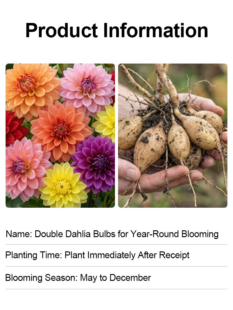 【Base Direct Sales】Βολβοί Διπλής Ντάλιας Four Seasons Blooming-SI