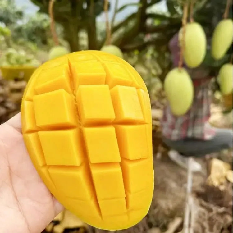 🥭 Žametne, sladke in sočne sadike manga – začutite okus tropov v svojem domu 🌴-SI