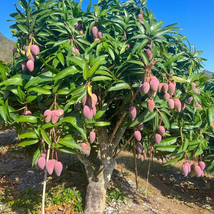 🥭 Žametne, sladke in sočne sadike manga – začutite okus tropov v svojem domu 🌴-SI