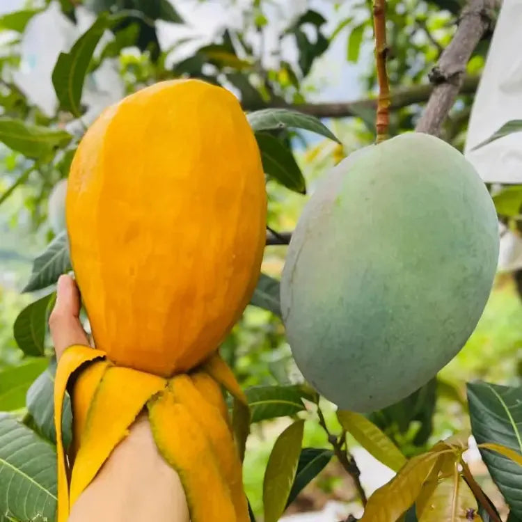🥭 Žametne, sladke in sočne sadike manga – začutite okus tropov v svojem domu 🌴-SI