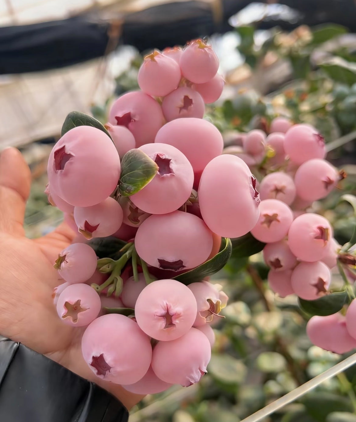 Semena borovnic Pink Bliss – dvojna sladkost-SI