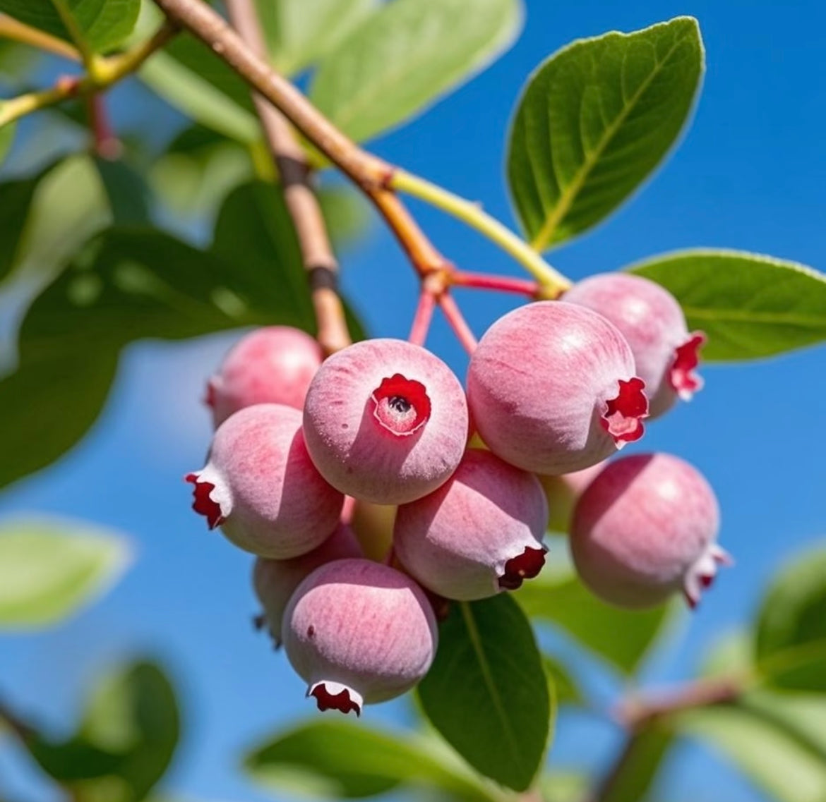 Semena borovnic Pink Bliss – dvojna sladkost-SI