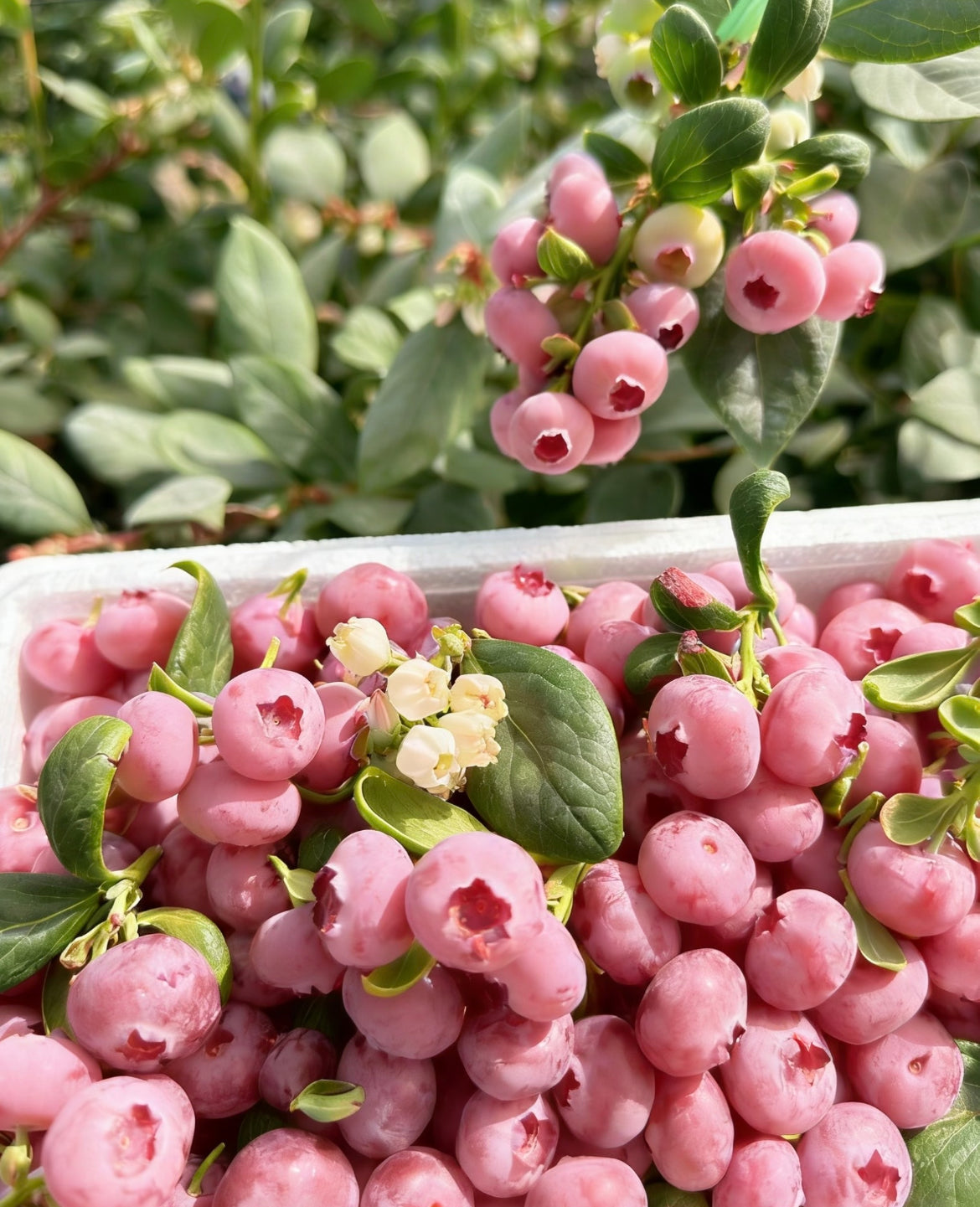 Sjemenke borovnice Pink Bliss – Dvostruka slatkoća-HR