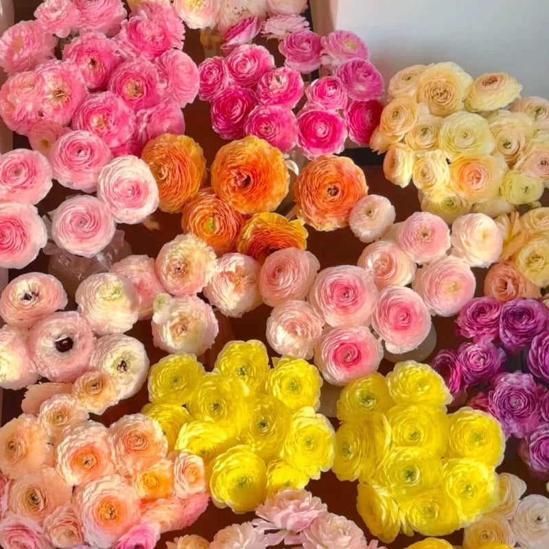 Vėdryno svogūnėliai – subtilūs, elegantiški, nepamirštami 🌸-LT