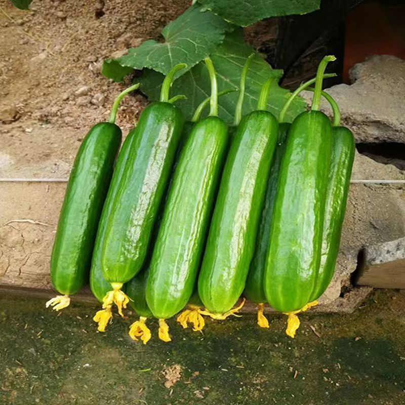 Semena kumare z visokim donosom F1 Superfruit Cluster-GR