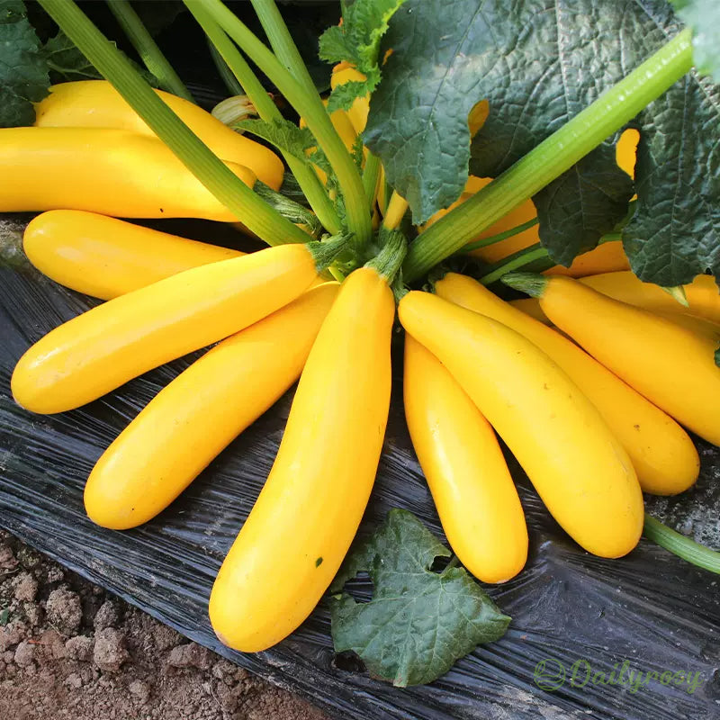 Banane bučke - zlate bučke🌿 Gojijo se lahko v vseh letnih časih-SI