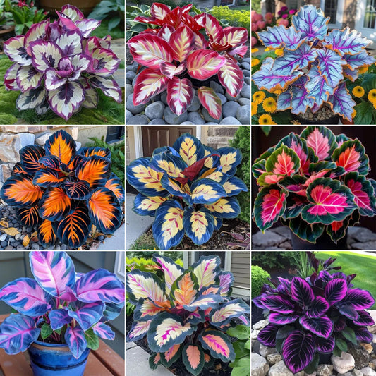 🌿 Πολύχρωμοι σπόροι Hosta – ο βασιλιάς της σκιάς στον κήπο! 🌿-GR