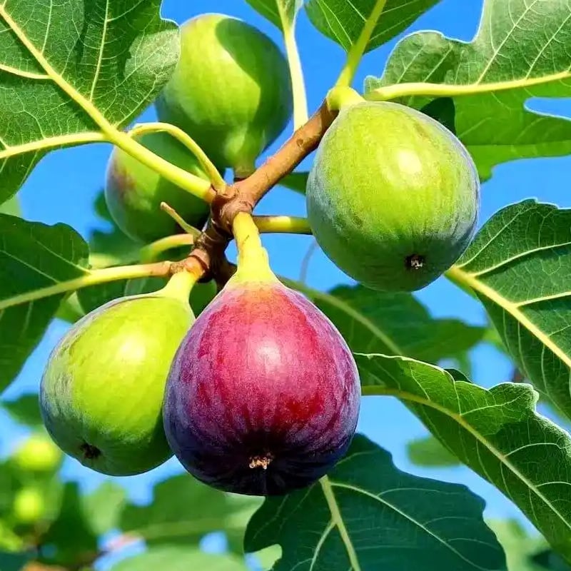 🏆Prodanih več kot 65.000!🌿Semena fig – enostavna za gojenje na terasi in balkonu doma-SI