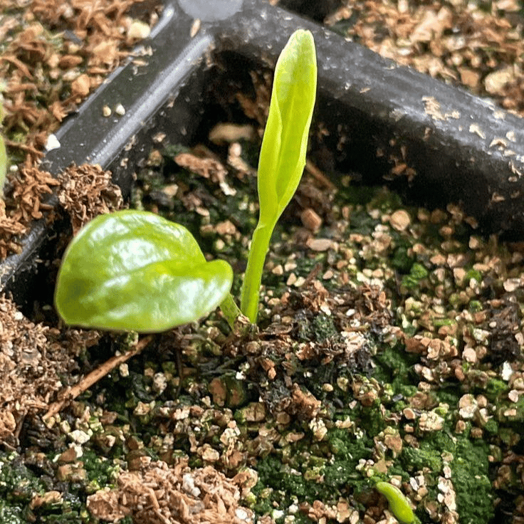 🌿 Redke čebulice Hosta🎁 Posebna ponudba 2025-SI