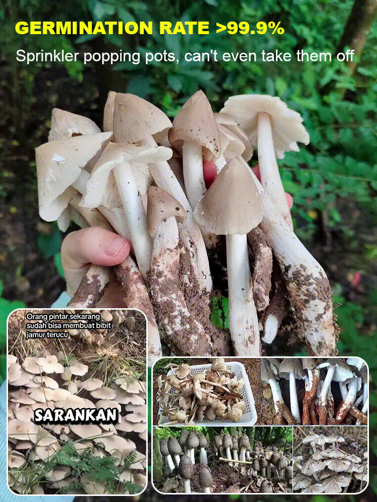 Αυθεντική ποικιλία μανιταριών "Jizong"-GR