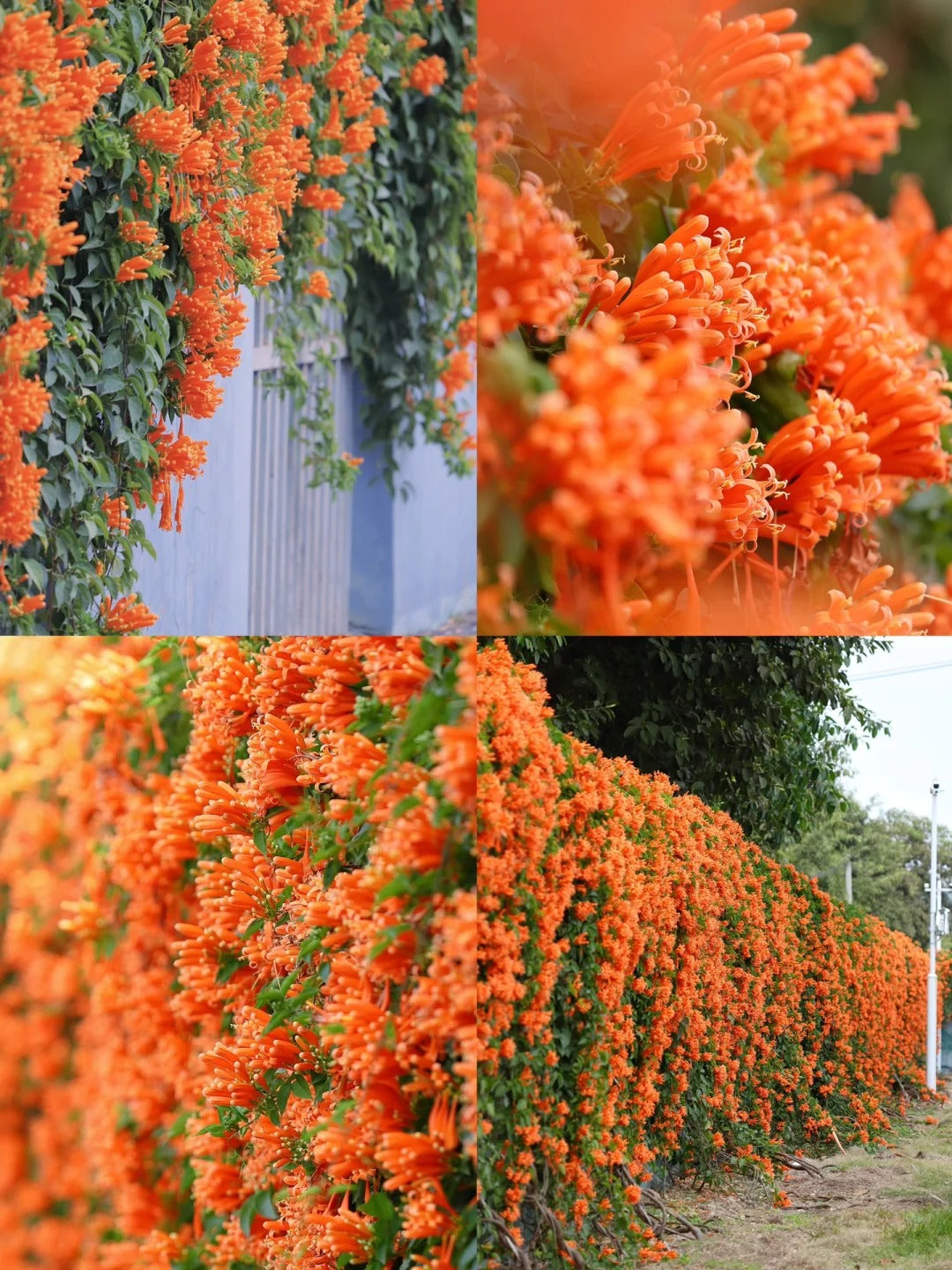 Σπόροι λουλουδιών πυροκροτητή-GR