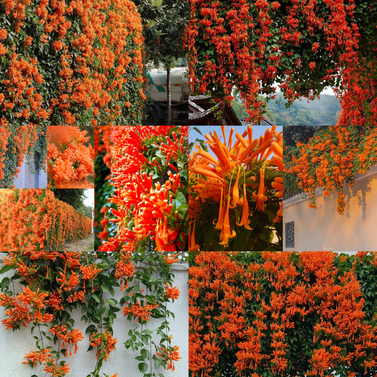 Semena cvetov petarde-SI