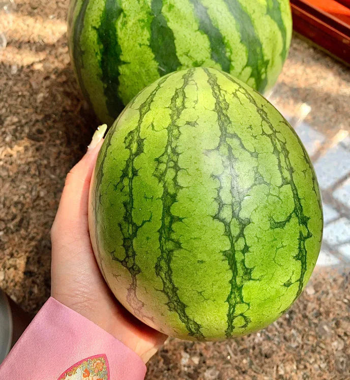 🍉Zgodnjepomladanska rdeča žadasta lubenica – sladka lubenica, ki bo navdušila vso družino-SI