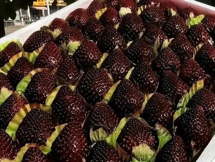 Σπόροι Φράουλας «Giant Black Diamond» – γλυκές, θρεπτικές και εύκολες στην καλλιέργεια στο σπίτι-EL