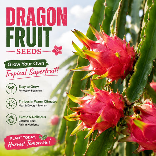 Σπόροι Dragon Fruit – Καλλιεργήστε εξωτικά, γλυκά pitaya στο σπίτι 🌵-EL
