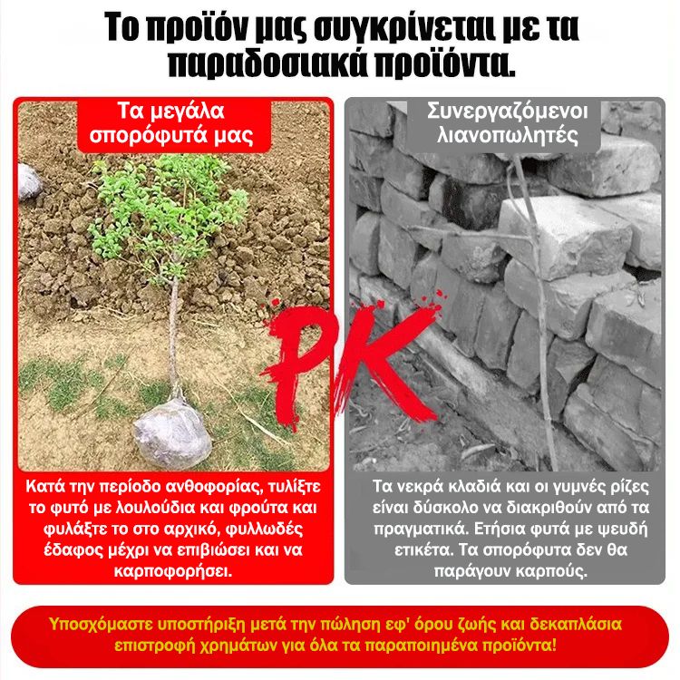 Pecani, sadike, uvožene iz Amerike-SL